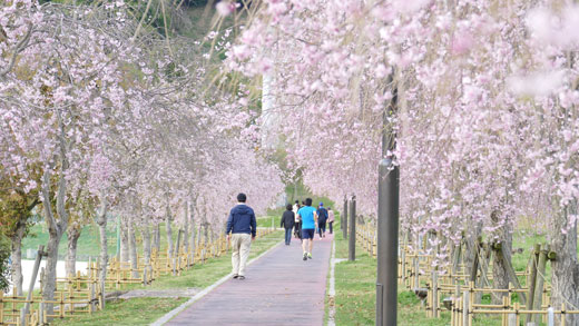 下松市の桜